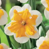 Daffodil Orangery Daffodil Orangery