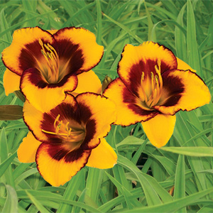 Daylily Shocking Daylily Shocking