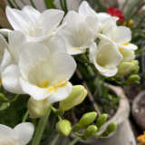 Freesia Giant Corvette Freesia Giant Corvette