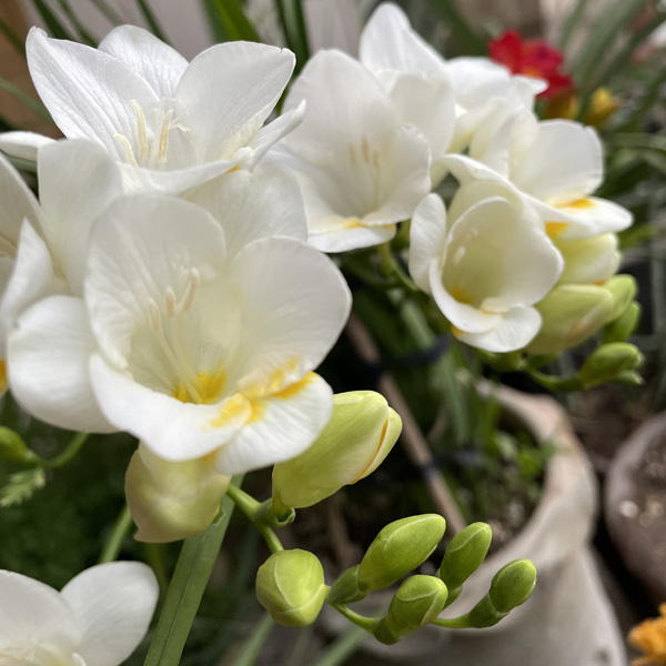 Freesia Giant Corvette Freesia Giant Corvette