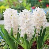 Hyacinth White Pearl Pkhyawpe 2018 - Garden Express Australia