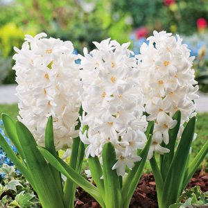 Hyacinth White Pearl