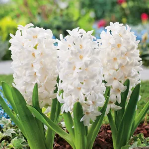 Hyacinth White Pearl
