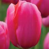 Tulip Renown Tulip Renown