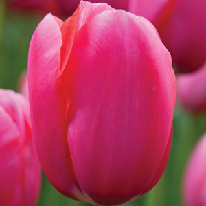 Tulip Renown Tulip Renown