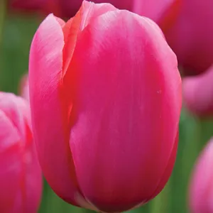 Tulip Renown Tulip Renown