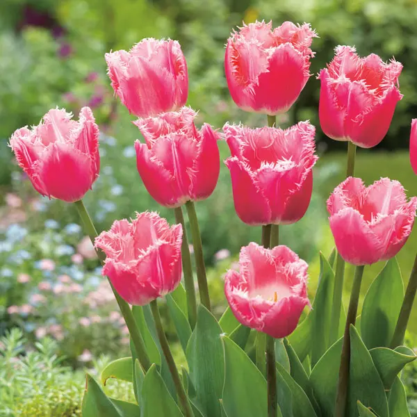 Tulip Cacharel