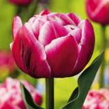 Tulip Columbus Tulip Columbus
