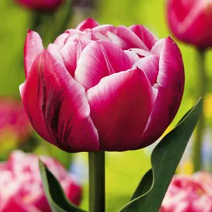 Tulip Columbus Tulip Columbus