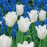 Tulip Daytona Pktulday 2018 - Garden Express Australia