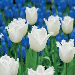 Tulip Daytona Tulip Daytona