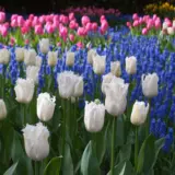 Tulip Daytona Tulip Daytona