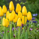 Tulip Muscadet Tulip Muscadet