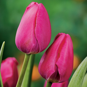 Tulip Prime Time