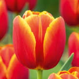 Tulip Verandi Tulip Verandi