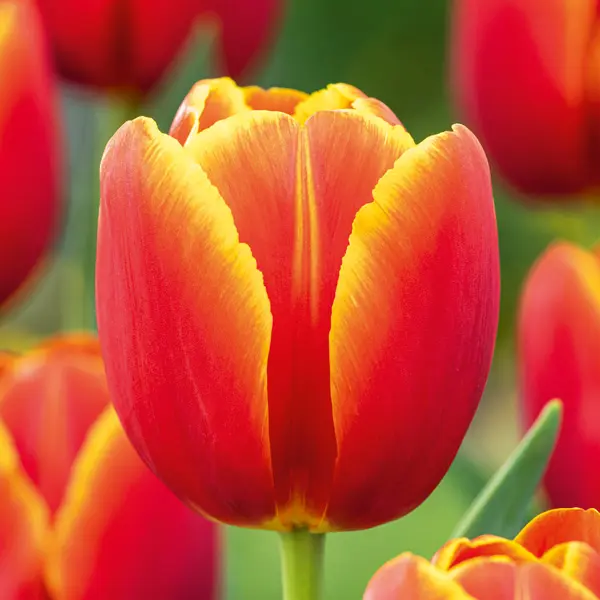 Tulip Verandi