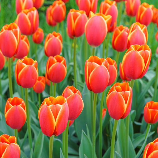 Tulip Verandi – Pre-Order Tulip Verandi – Pre-Order