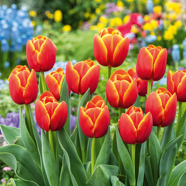Tulip Verandi – Pre-Order Tulip Verandi – Pre-Order