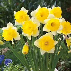 Daffodil Las Vegas Daffodil Las Vegas