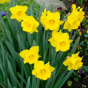 Daffodil Magnifique
