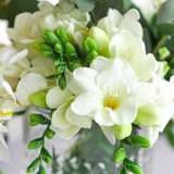 Freesia Giant Corvette Freesia Giant Corvette