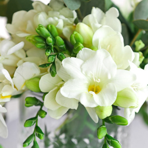 Freesia Giant Corvette Freesia Giant Corvette