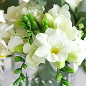 Freesia Giant Corvette Freesia Giant Corvette