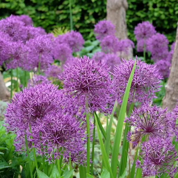 Allium Purple Rain – Pre-Order Allium Purple Rain – Pre-Order
