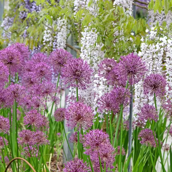 Allium Purple Rain – Pre-Order Allium Purple Rain – Pre-Order