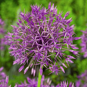 Allium Purple Rain – Pre-Order Allium Purple Rain – Pre-Order