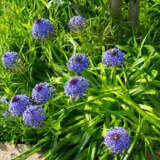 Scilla Peruviana- Cuban Lily Scilla Peruviana- Cuban Lily