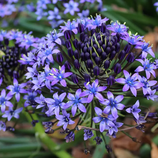 Scilla Peruviana- Cuban Lily Scilla Peruviana- Cuban Lily
