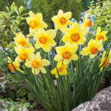 Daffodil Home Fires – Pre-Order Daffodil Home Fires – Pre-Order