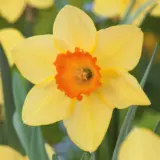 Daffodil Home Fires – Pre-Order Daffodil Home Fires – Pre-Order