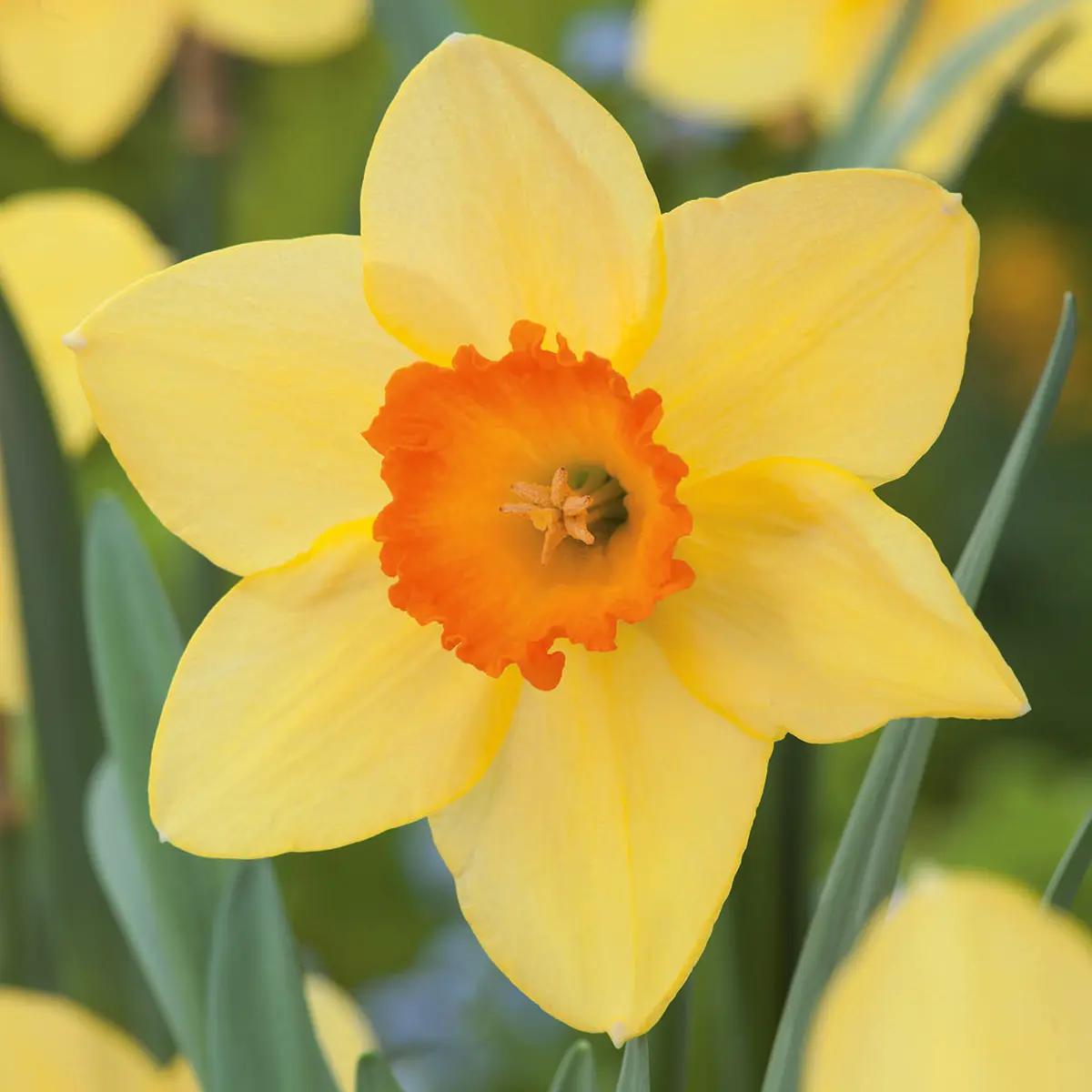Daffodil Home Fires – Pre-Order Daffodil Home Fires – Pre-Order