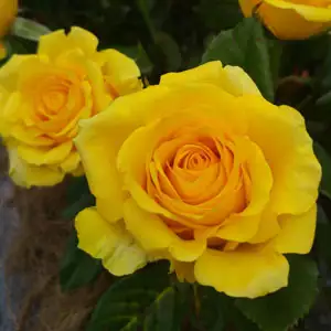 Rose Mabella Rose Mabella