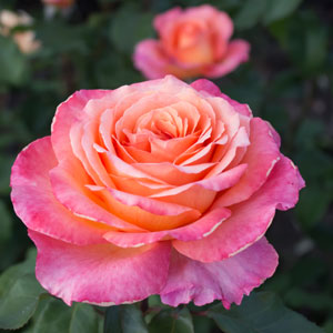 Rose Chicago Peace