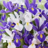 Dutch Iris Blue & White Blend Dutch Iris Blue & White Blend