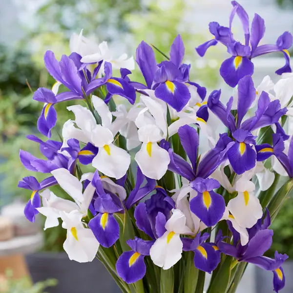 Dutch Iris Blue & White Blend