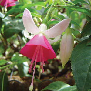 Fuchsia Single Basket Collection Fuchsia Single Basket Collection