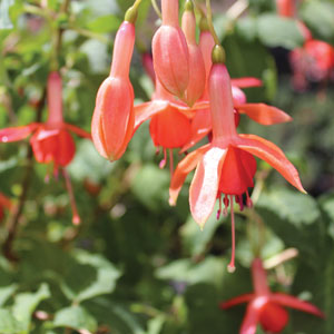 Fuchsia Single Basket Or Pots Collection 2 Fuchsia Single Basket Or Pots Collection 2