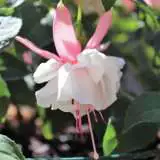 Fuchsia Nancy Lou Pplfucnlo - Garden Express Australia