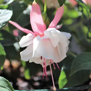Fuchsia Nancy Lou