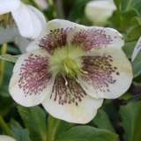 Hellebore Single White Spotted Hellebore Single White Spotted