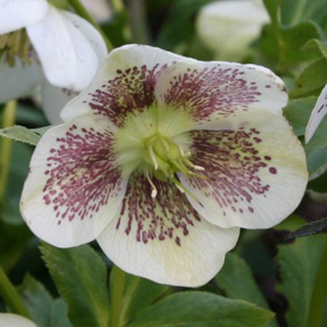 Hellebore Single White Spotted Hellebore Single White Spotted