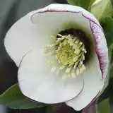 Hellebore Single Picotee 15 Pof - Garden Express Australia