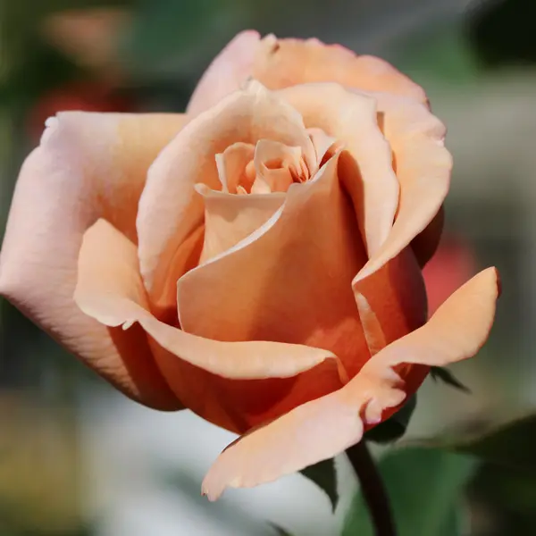 Rose Julias Rose Rose Julias Rose