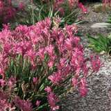 Kangaroo Paw Bush Pearl Lpokpabpe - Garden Express Australia