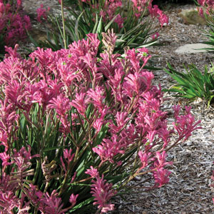 Kangaroo Paw Bush Pearl (Pbr)