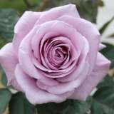 Rose Lady X Rose Lady X